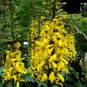 Ligularia stenocephala fleur